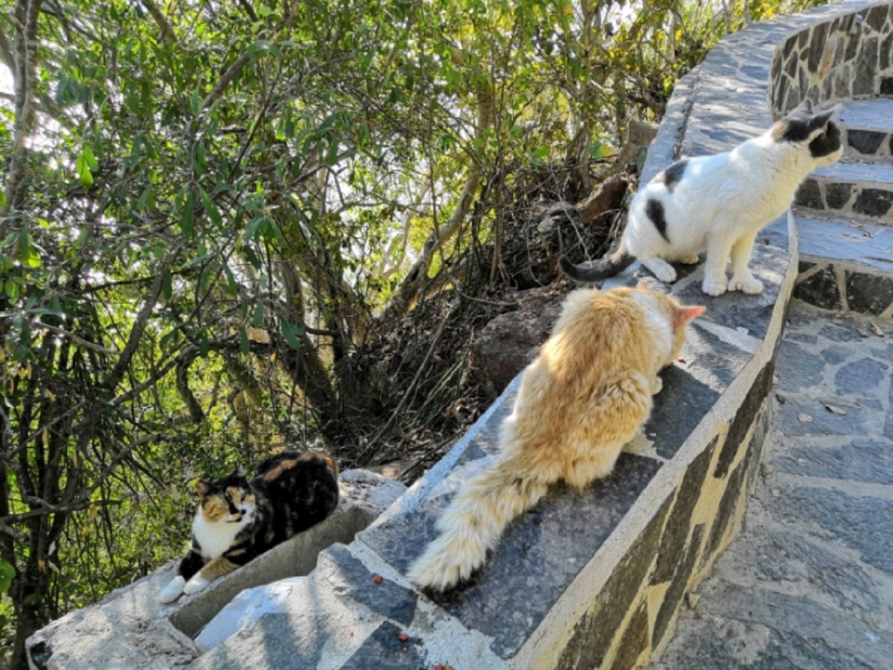 Abandonan más gatos en el faro Mazatlán | Son Playas