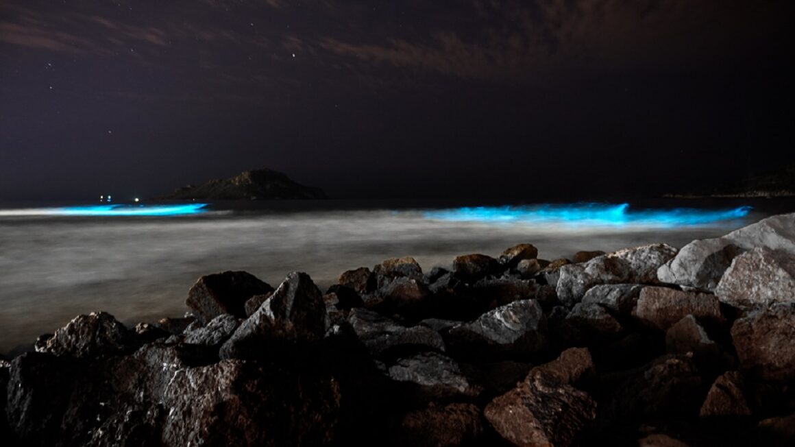bioluminiscencia en playas de Mazatlán