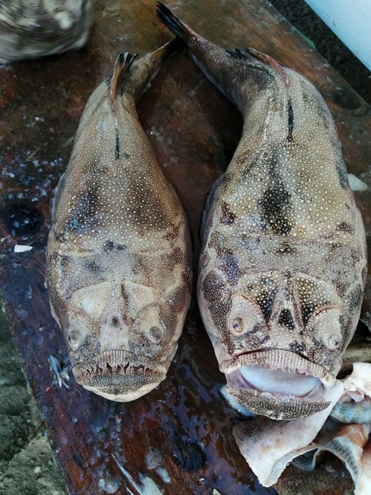 Peces eléctricos Mazatlán