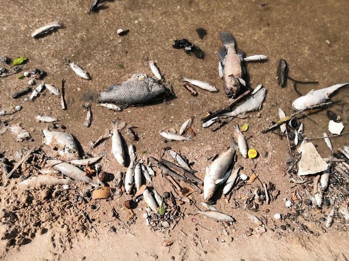 Peces muertos