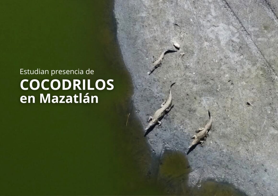 cocodrilos en playas